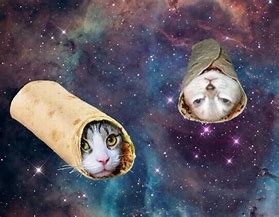 Image result for Galaxy Cat Silowet