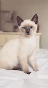 Image result for Siamese Cat