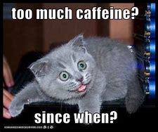 Image result for Too Much Caffeine Cat Meme