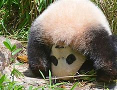 Image result for Giant Panda Bear Cute