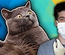 Image result for Cat Surgeon