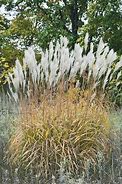 Image result for Miscanthus sacchariflorus