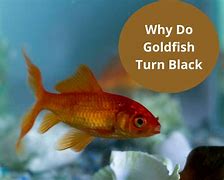 Image result for Goldfish Gill's Turning Black