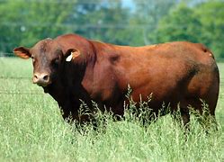 Image result for Senepol Cattle