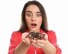 Image result for Black Tarantula Spider