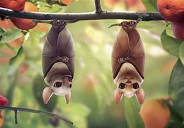 Image result for Cute Bat PFP