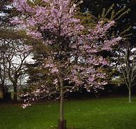 Image result for Prunus subhirtella Autumnalis Pendula Rosea