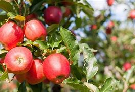 Image result for Residential Gala Apple Tree