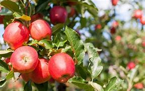 Image result for Gala Apple Tree Easy to Grow