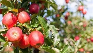 Image result for Gala Apple Tree in Orange County CA