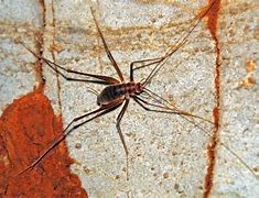 Image result for Cave Cricket Concept Art
