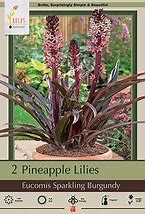 Image result for Pineapple Lily Bulbs