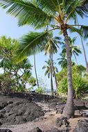 Image result for Island with Big Trees