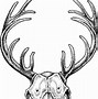 Image result for Deer Skull No Antlers