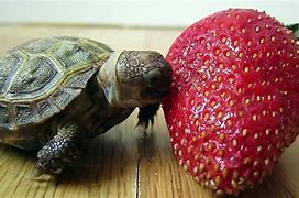 Image result for Funny Turtle Eating Strawberry