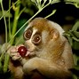 Image result for Animals Eating Grapes