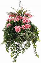Image result for Pink Flowers in Hanging Baskets