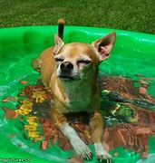 Image result for Chillin Dogs