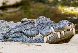 Image result for Nile Crocodile Florida
