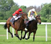 Image result for Race Horse Pics
