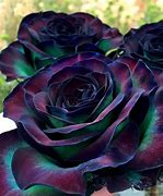 Image result for Beautiful Rose Bush