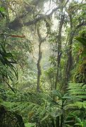 Image result for Costa Rica Rainforest Trees