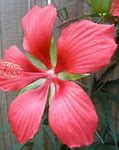 Image result for Angiosperm Plant Life Cycle