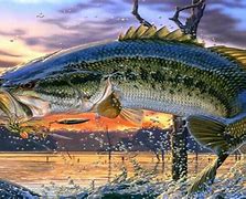 Image result for Bass Fish Pictures Free