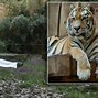 Image result for Ukraine Tiger Zookeeper Mauled
