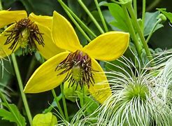 Image result for Clematis Yellow Flowers