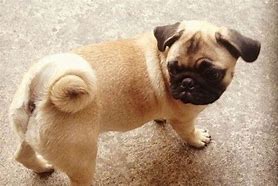Image result for Pug Curly Tail