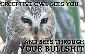 Image result for Happy Owl Meme