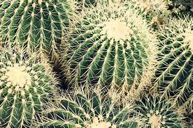 Image result for Cactus Nature