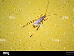Image result for Petco Crickets for Sale