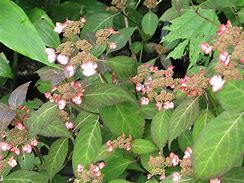 Image result for Hydrangea serrata Intermedia