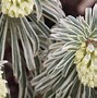 Image result for Euphorbia characias Burrow Silver