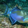 Image result for Queen Triggerfish