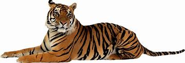 Image result for Transparent Tiger Clip Art