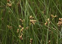 Image result for Sea Sedge