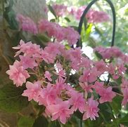 Image result for Hydrangea macrophylla Expression (r)