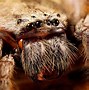 Image result for The Biggest Spider in the Whole World