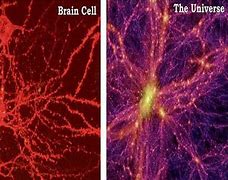Image result for Brain Cell Universe