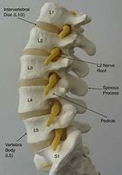 Image result for L1 L2 Spine Diagram