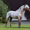 Image result for Caballo Appaloosa