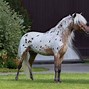 Image result for Roan Appaloosa Horse