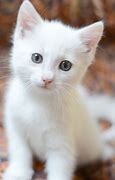 Image result for Cute Cat White Ears
