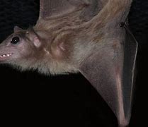 Image result for Smiling Bat