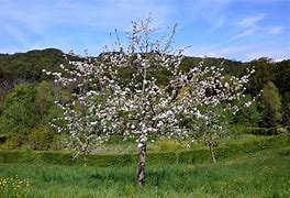 Image result for Malus domestica Spionappel