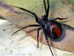 Image result for Redback Spider Cute