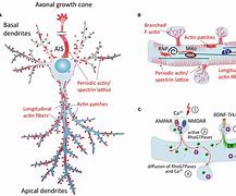 Image result for actin�grzfo